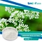 Plant Extract Healthcare Supplement Cnidium Seed Extract